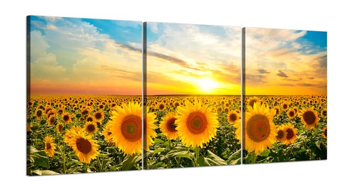 Campo girasoli tramonto - girasoli, al