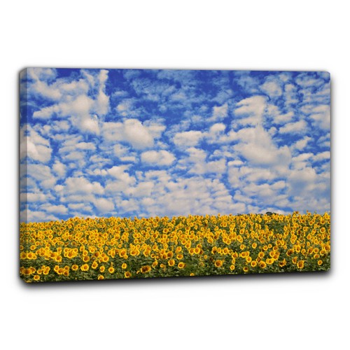 Niik quadro campo - quadro, girasoli