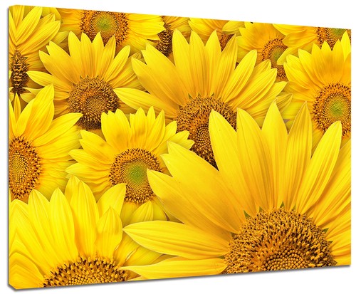 Quadro moderno fiori - moderno, girasoli