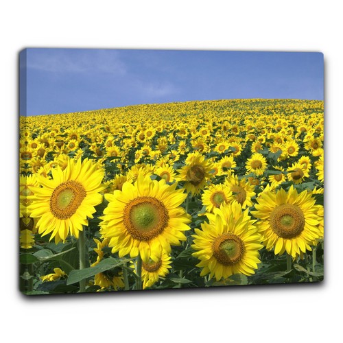 Niik quadro campo - campo, di
