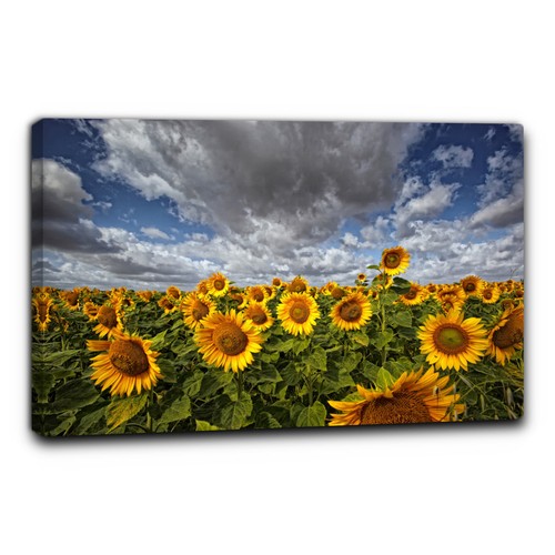 Niik quadro campo girasoli - niik,