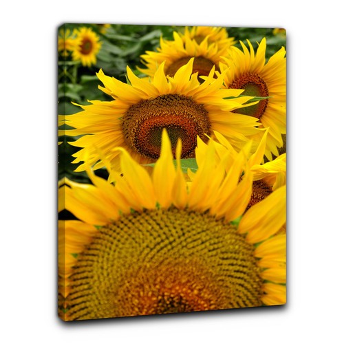 Niik quadro campo girasoli - di,