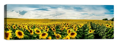 Campo girasoli quadro - campo,