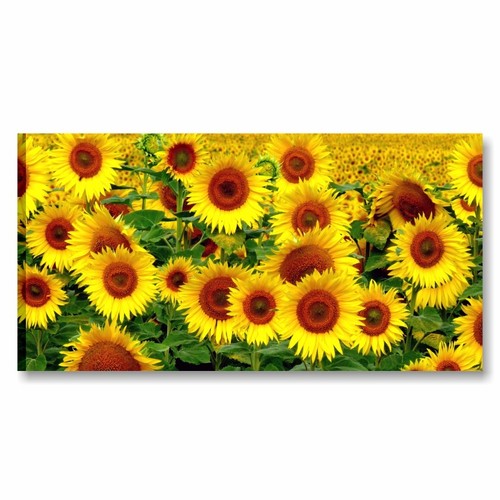 Girasoli quadro su tela - quadro,