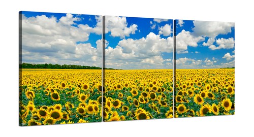 Campo girasoli quadri su - quadri,