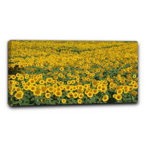 Niik quadro campo girasoli - niik, di