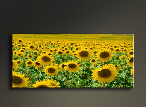 Quadri moderni girasoli stampa - moderni,
